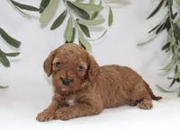 Izzy, a female Cavapoo for sale in Millersburg, OH – Photo 1 of 5