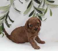 Izzy, a female Cavapoo for sale in Millersburg, OH – Photo 5 of 5