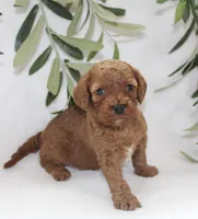 Izzy, a female Cavapoo for sale in Millersburg, OH – Photo 3 of 5