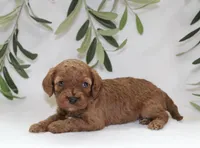 Izzy, a female Cavapoo for sale in Millersburg, OH – Photo 4 of 5