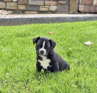 Archie, a male Frenchton for sale in Strasburg, OH – 6 of 6