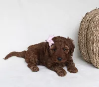 Bailey, a female Cavapoo for sale in Millersburg, OH – 5 of 5