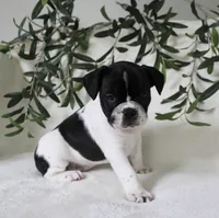 Cooper, a male Frenchton for sale in Strasburg, OH – 3 of 6
