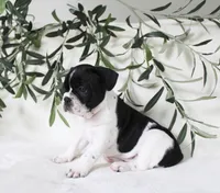 Cooper, a male Frenchton for sale in Strasburg, OH – 6 of 6