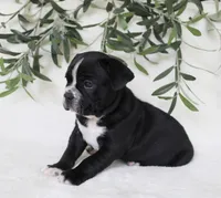 Archie, a male Frenchton for sale in Strasburg, OH – 5 of 6