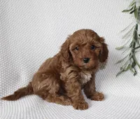 Sage, a female Cavapoo for sale in Millersburg, OH – Photo 3 of 4