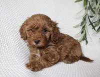 Sage, a female Cavapoo for sale in Millersburg, OH – Photo 1 of 4