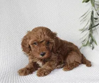Sage, a female Cavapoo for sale in Millersburg, OH – Photo 2 of 4
