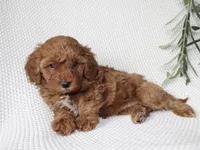 Sage, a female Cavapoo for sale in Millersburg, OH – Photo 4 of 4