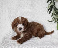 Willow, a female Cavapoo for sale in Millersburg, OH – Photo 5 of 6