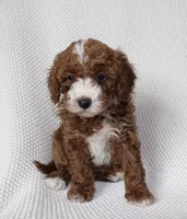 Willow, a female Cavapoo for sale in Millersburg, OH – Photo 1 of 6