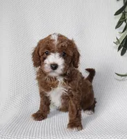 Willow, a female Cavapoo for sale in Millersburg, OH – Photo 4 of 6