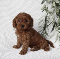 Finley, a female Cavapoo for sale in Millersburg, OH – Photo 4 of 6