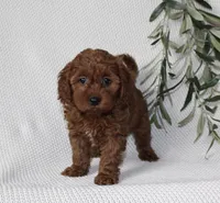 Finley, a female Cavapoo for sale in Millersburg, OH – Photo 1 of 6