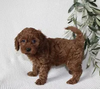 Finley, a female Cavapoo for sale in Millersburg, OH – Photo 6 of 6
