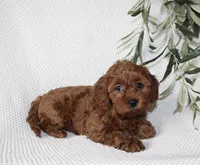 Finley, a female Cavapoo for sale in Millersburg, OH – Photo 5 of 6