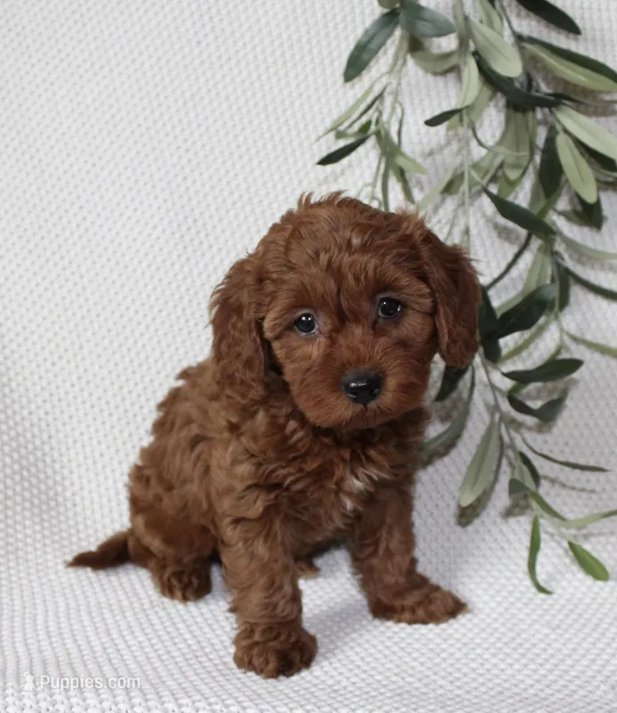 Finley – Cavapoo puppy for sale in Millersburg, OH