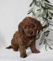 Finley, a female Cavapoo for sale in Millersburg, OH – Photo 3 of 6