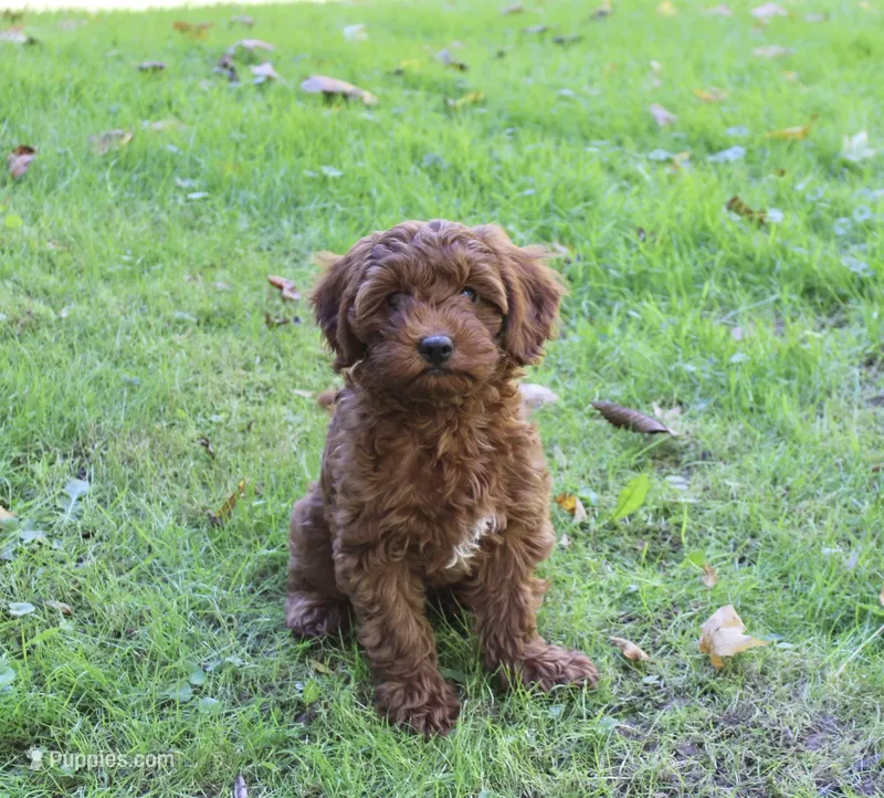 Remi – Cavapoo puppy for sale in Strasburg, OH