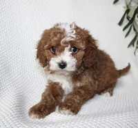 Indie, a female Cavapoo for sale in Millersburg, OH – Photo 3 of 4