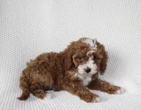 Indie, a female Cavapoo for sale in Millersburg, OH – Photo 4 of 4