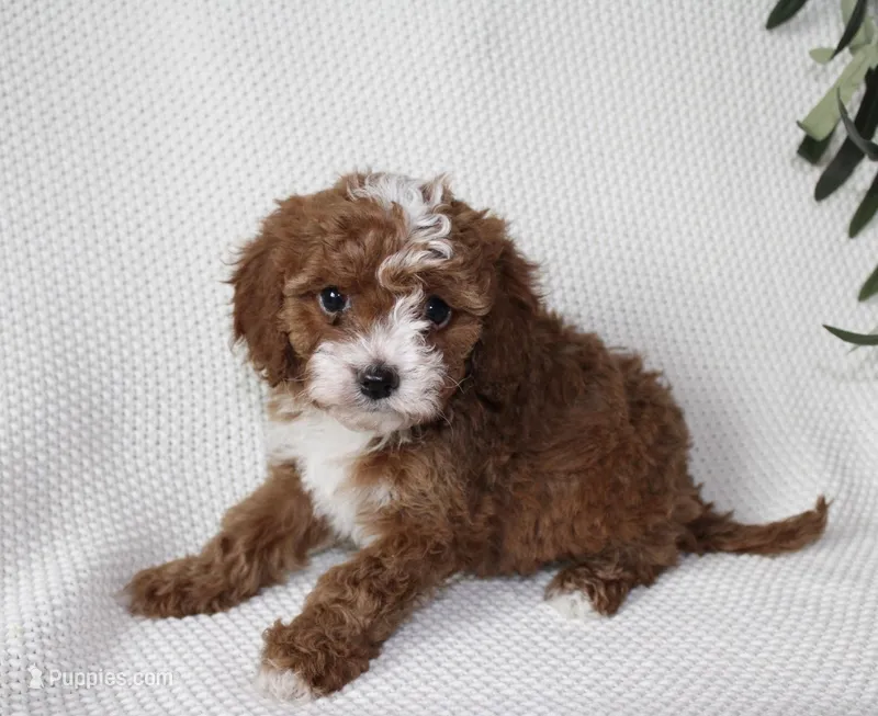 Indie, a female Cavapoo for sale in Millersburg, OH – Photo 1 of 4