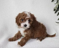 Indie, a female Cavapoo for sale in Millersburg, OH – Photo 1 of 4