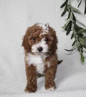 Indie, a female Cavapoo for sale in Millersburg, OH – Photo 2 of 4