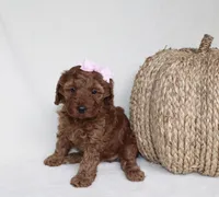 Bailey, a female Cavapoo for sale in Millersburg, OH – 2 of 5