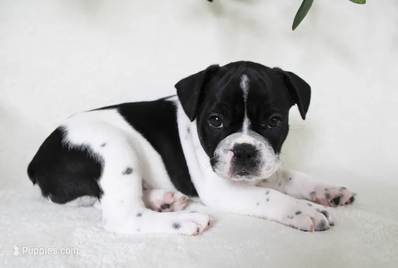 Cooper – Frenchton puppy for sale in Strasburg, OH