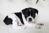 Cooper, a male Frenchton for sale in Strasburg, OH – 1 of 6
