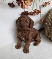 Remi, a female Cavapoo for sale in Millersburg, OH – 4 of 6