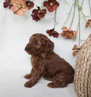 Remi, a female Cavapoo for sale in Millersburg, OH – 5 of 6