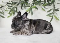Indie, a female Frenchton for sale in Strasburg, OH – 3 of 5