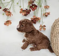 Tucker, a male Cavapoo for sale in Millersburg, OH – 5 of 6