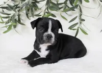 Archie, a male Frenchton for sale in Strasburg, OH – 4 of 6
