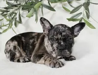 Indie, a female Frenchton for sale in Strasburg, OH – 5 of 5