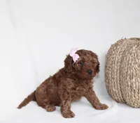 Bailey, a female Cavapoo for sale in Millersburg, OH – 3 of 5