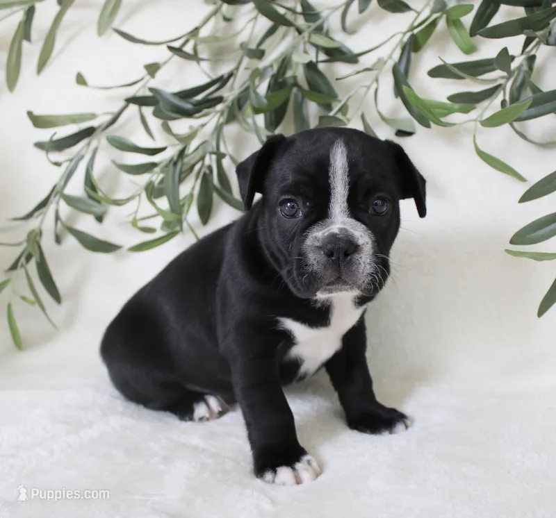 Archie – Frenchton puppy for sale in Strasburg, OH