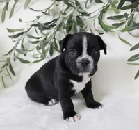 Archie, a male Frenchton for sale in Strasburg, OH – 1 of 6