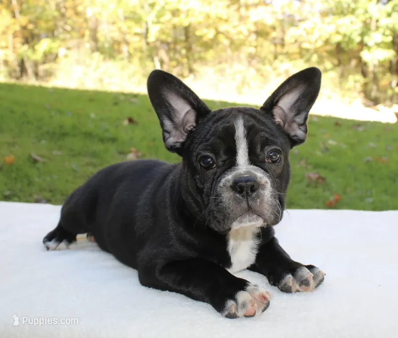 Archie – Frenchton puppy for sale in Strasburg, OH