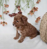 Finley, a male Cavapoo for sale in Millersburg, OH – 4 of 7