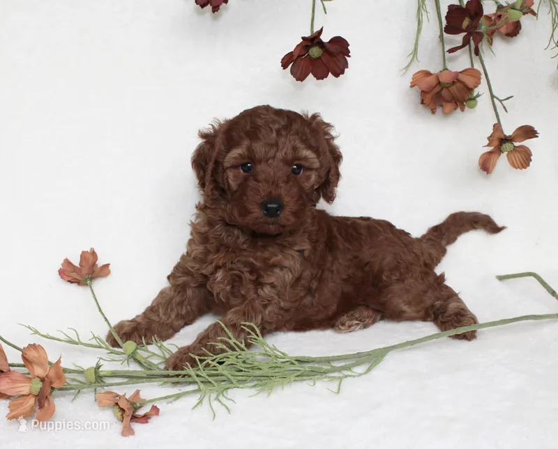 Bailey – Cavapoo puppy for sale in Millersburg, OH