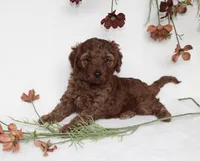 Bailey, a female Cavapoo for sale in Millersburg, OH – 1 of 5