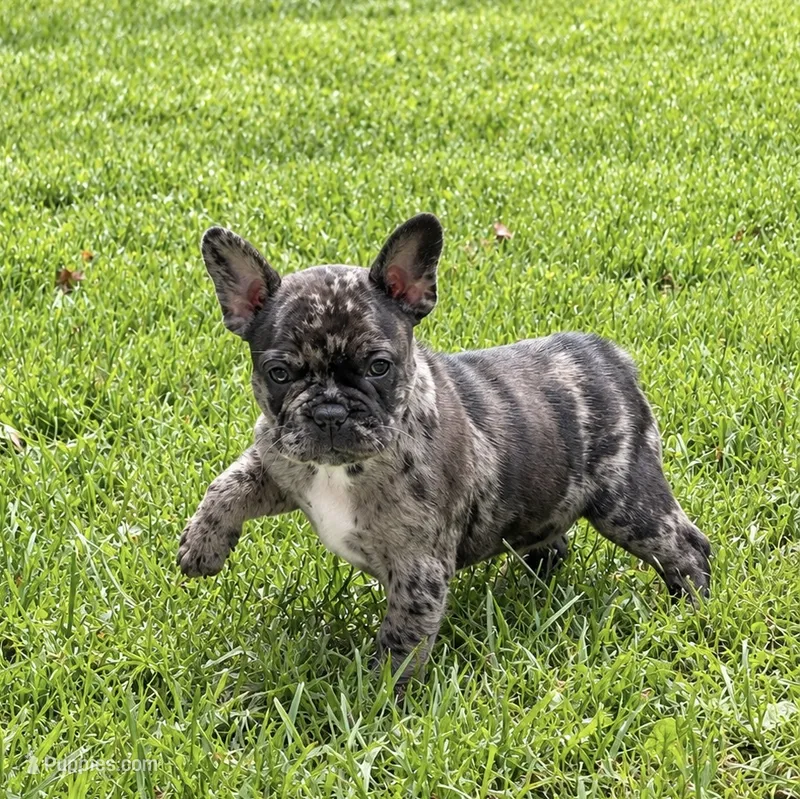 Indie – Frenchton puppy for sale in Strasburg, OH