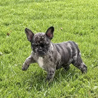 Indie, a female Frenchton for sale in Strasburg, OH – 1 of 5