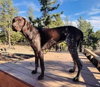 RAE , a female German Shorthaired Pointer for sale in Woodland Park, CO – Photo 8 of 9