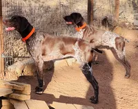 RAE , a female German Shorthaired Pointer for sale in Woodland Park, CO – Photo 9 of 9