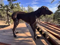RAE , a female German Shorthaired Pointer for sale in Woodland Park, CO – Photo 6 of 9
