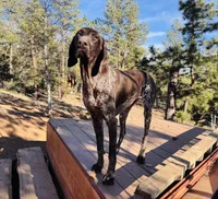 RAE , a female German Shorthaired Pointer for sale in Woodland Park, CO – Photo 7 of 9